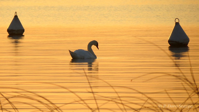 il cigno si bagna nell'oro - the swan swims in the gold