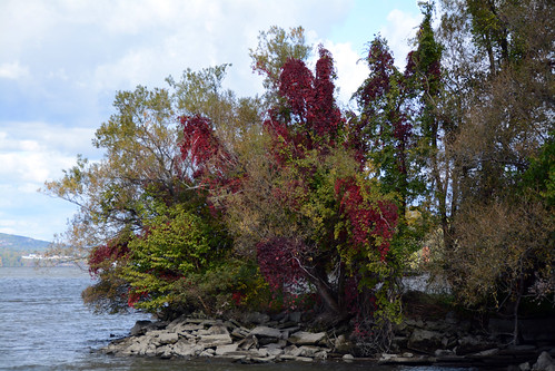 Picture Taken Of Fall 2015 Foliage Taken at Cold Spring New York Dock At The Hudson River. Photo Taken Sunday October 18, 2015 | by ses7
