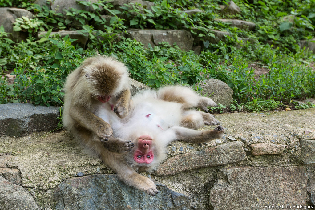 Los macacos de Jigokudani