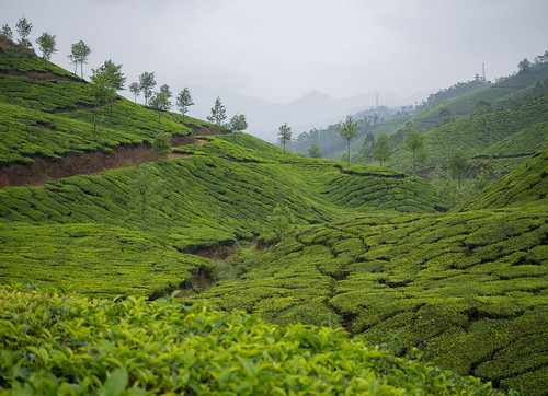 india kerala asia travel traveling backpacking olympus omd omdem10 munnar tea plantation green fields view hills landscape leafs hillstation teagardens gardens