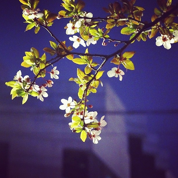 Night Flowers