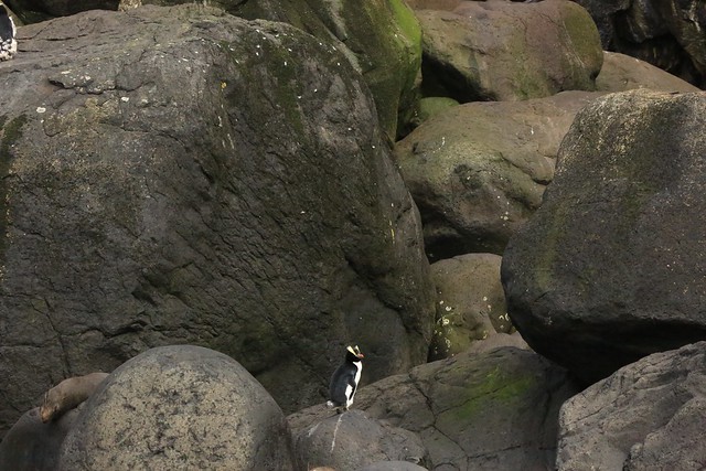 Huge Wave Worn Volcanic Boulders Little Erect Crested Penguin Remote Antipodes Islands New Zealand