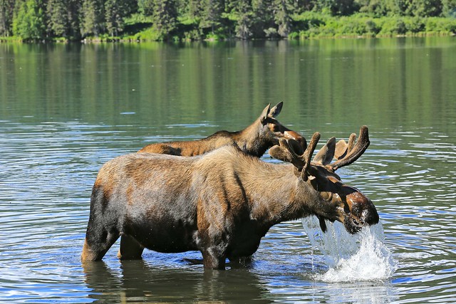 Moose Bull and Cow Grazing In The Shallows of a Mountain Lake Landscape Alaska North America