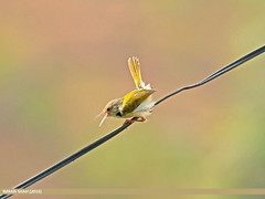 Common Tailorbird (Orthotomus sutorius)