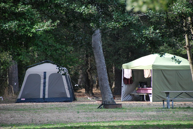 Tent camping under the trees at Kiptopeke State Park