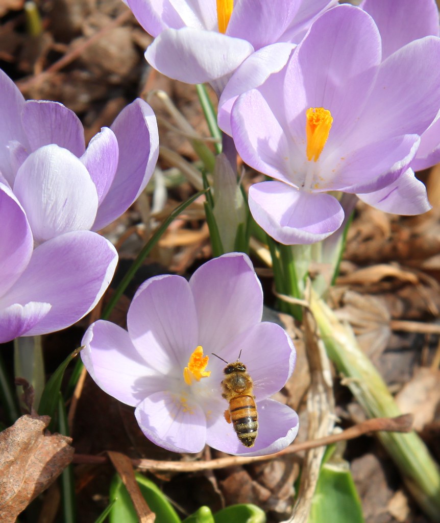Spring Pollenators IMG_1223 | Early spring pollinator | Gary Krevenky | Flickr