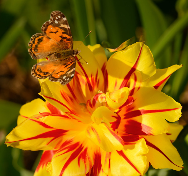 Tulip and Butterfly