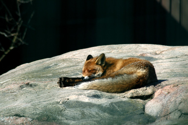 Red fox enjoying sunny day