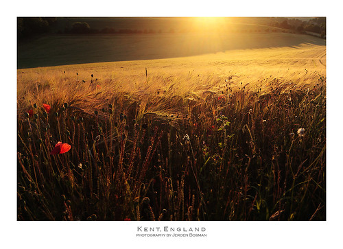 sunset field barley yellow golden low deep poppy