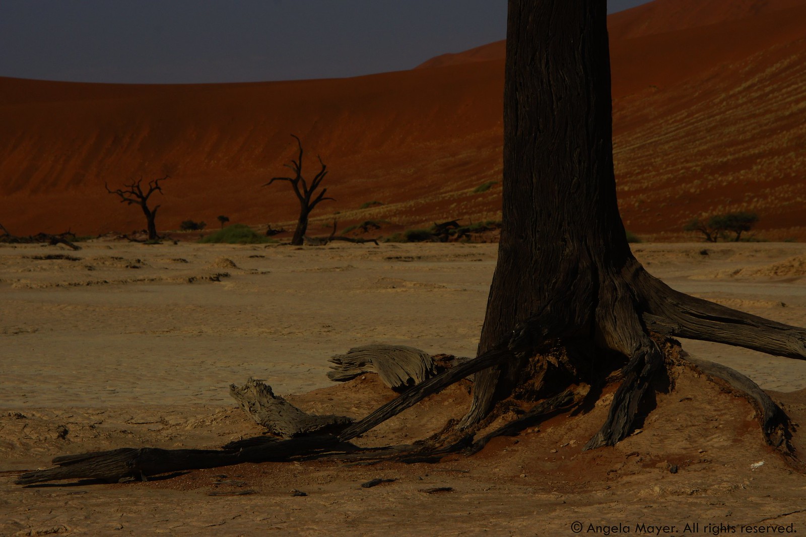 Dead camel thorn trees