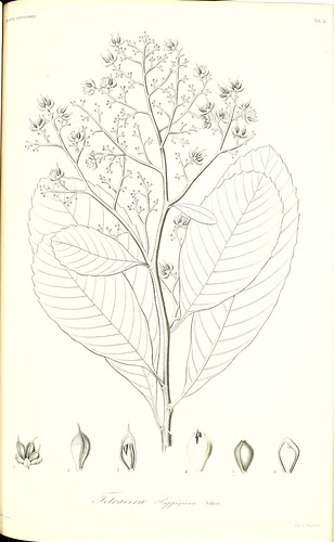 n122_w1150 | Icones plantarum in flora Cubana descriptarum :… | Flickr