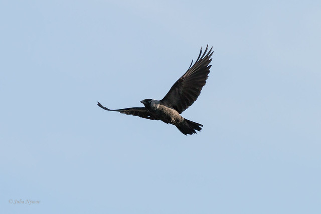 Testing Canon 70d with a crow