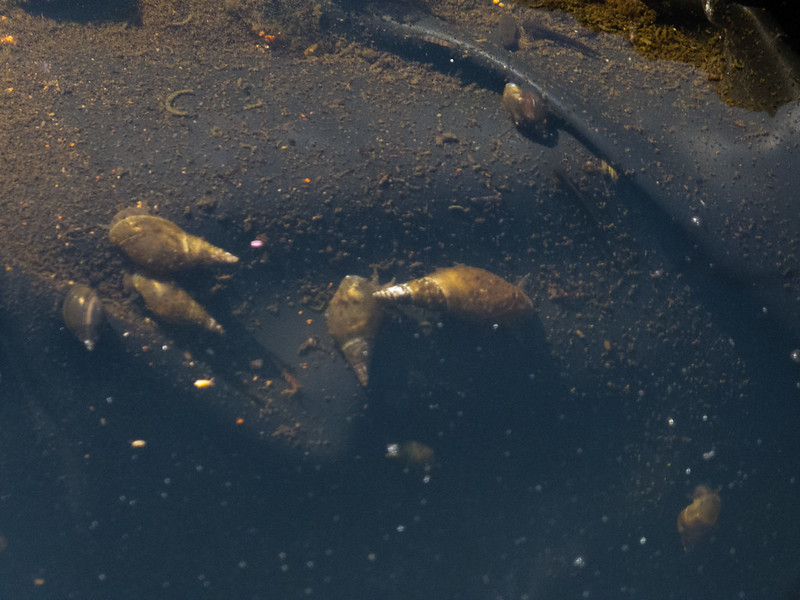 Water snails