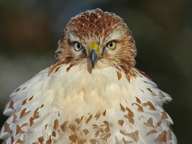 Eye to Eye With A Red-tailed Hawk