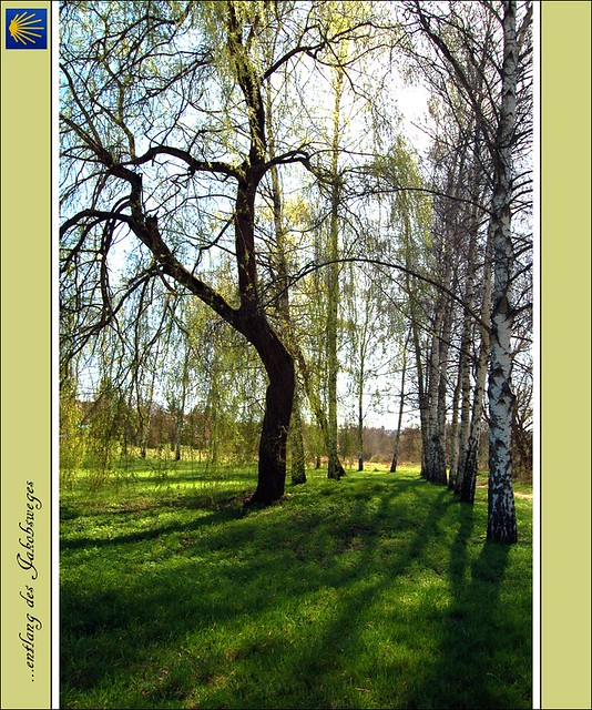 Bäume im Frühling - entlang des Jakobsweges an Saar und Blies