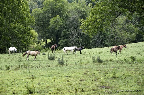 horses field cows farm tennessee countrylane mule roanecounty whitefacedhereford