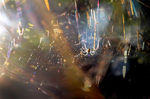 spider morninglight upsidedown arachnid spiderweb pete 1855mm diffraction ware kenko20mmextensiontube nikon1855mm nikond7000 peteware nikon1855dxvrkit