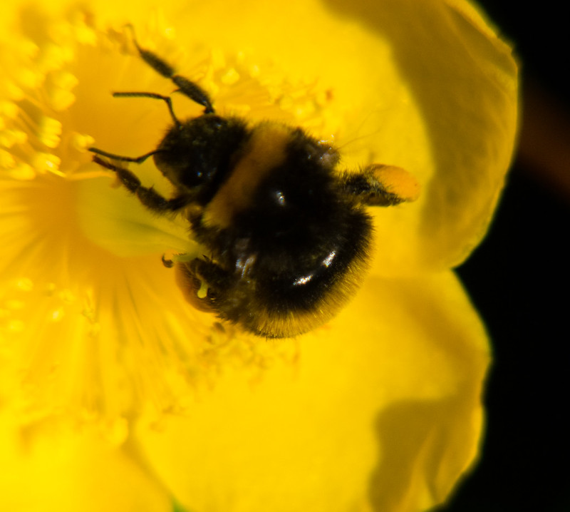 Bumble bee feeding on St Johns wort