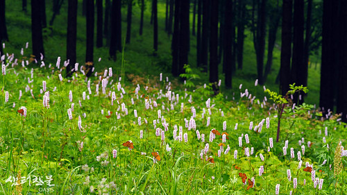 mountain tree fog forest butterfly landscape wildflowers fiowers