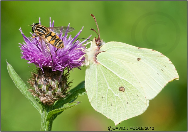 Brimstone with Marmalade hoverfly