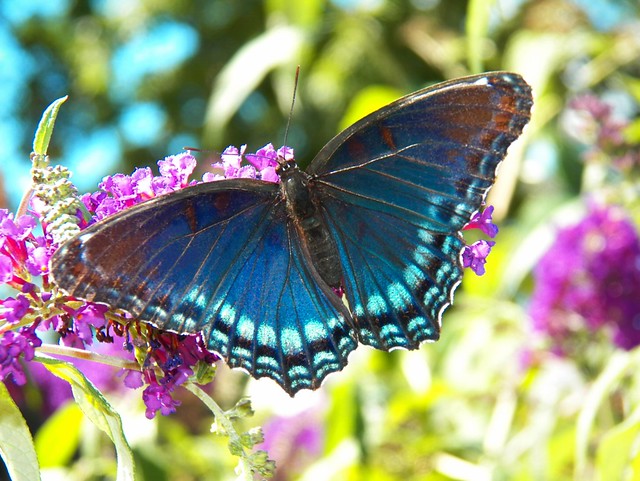 Red Spotted Purple 1