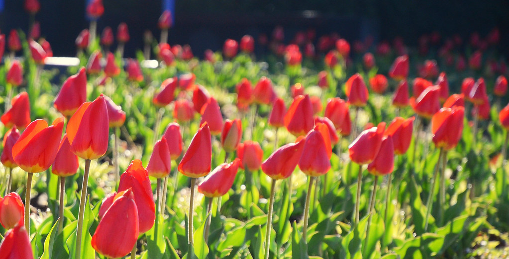 signs of spring. | [Minnesota] facebook. | allisonherreid | Flickr