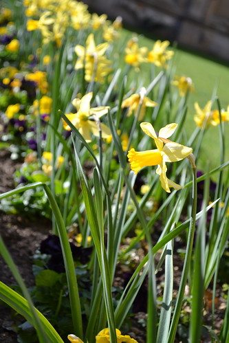 Main quad daffodils