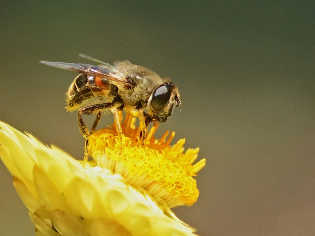 Bee on Bracteantha flower