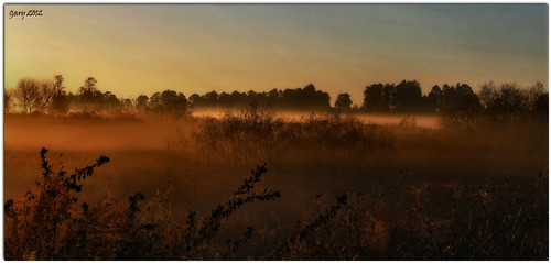 fog sunrise wetland