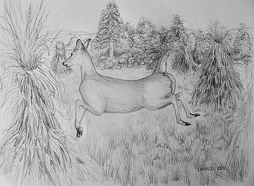DeerCornfield by ODell Lake Rd, Deer Amongst Cornfield Shocks. Graphite on paper, 11x 14 inches by Danald. White Tail Deer abound in