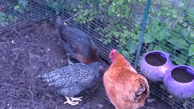 New hens