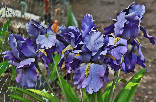 Elegant Purple Irises