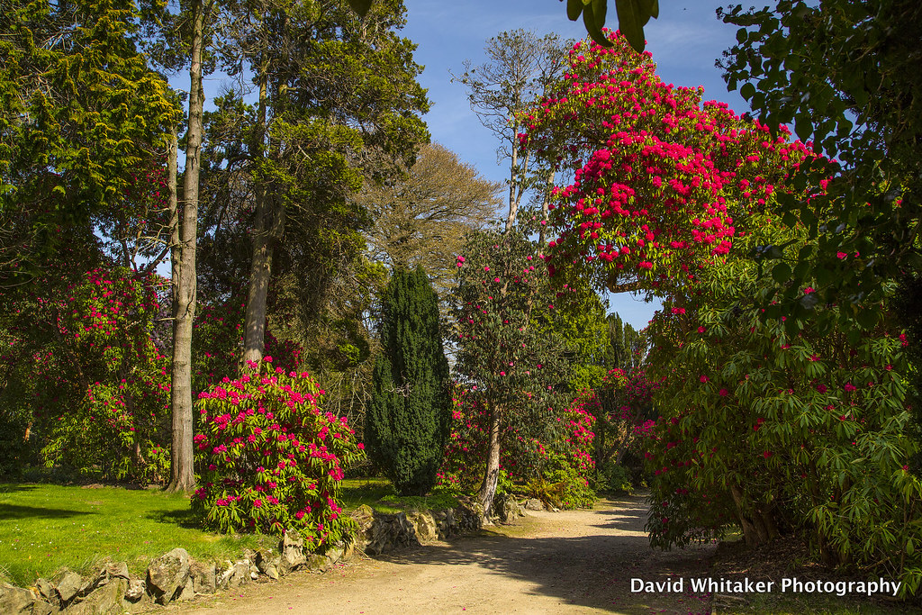 AZALEA WALK | Kilmacurragh | Dave Whitaker | Flickr