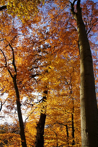 Mueß Autumn Colors by Pál Bámgarðr, mues mecklenburgvorpommern germany autumn fall orange sun sunset forrest europe paul baumgart hiking
