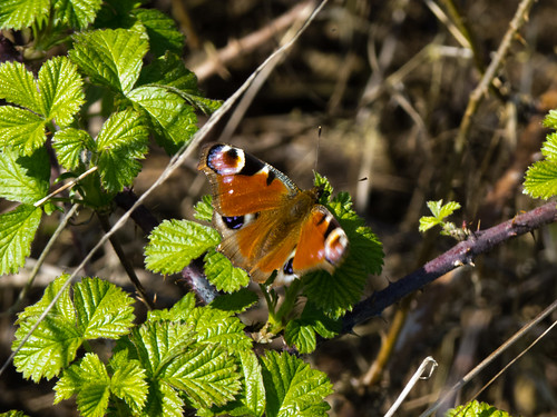 Peacock butterfly on a bramble