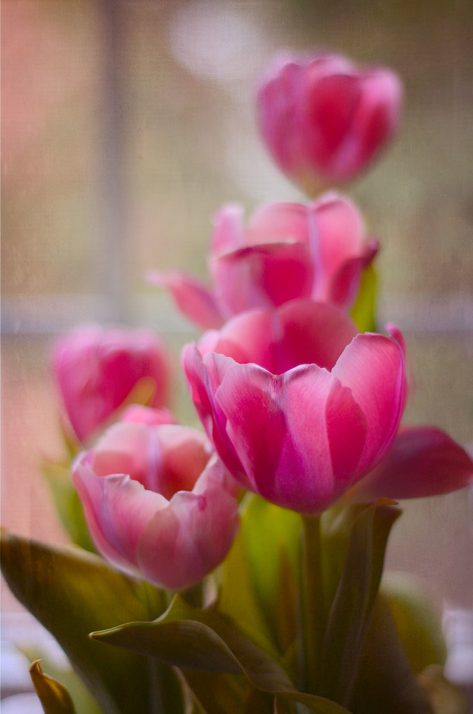 Flickr Roxanne Gallery By Roxanne | Flickr