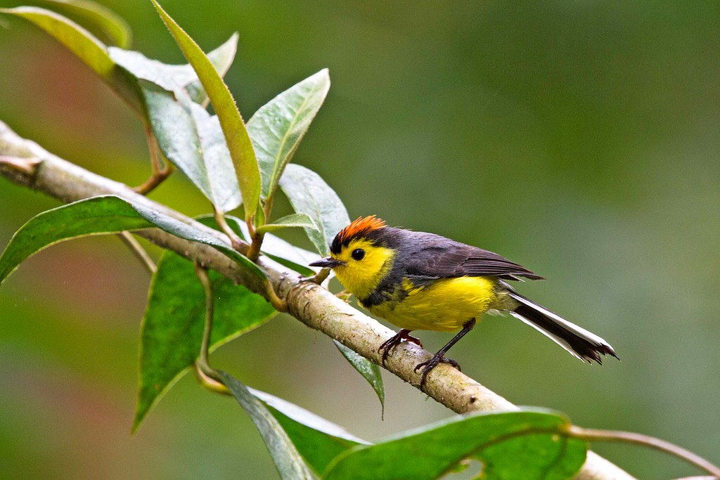 Collared Redstart - Myioborus torquatus | Panama, rondreis m… | Flickr