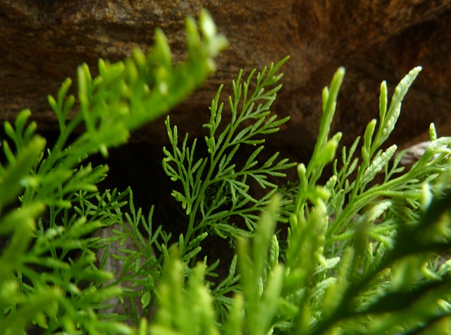 20120619-055F | Krauser Rollfarn (Cryptogramma crispa). Seealpen, 19.06.2012