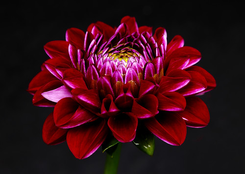Dahlia Opening by AnyMotion