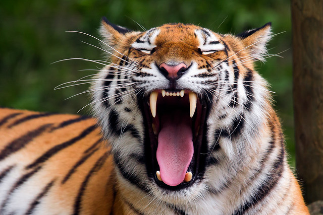 its the.... yawn of the tiger
