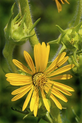 Compass-plant | by Daniel Mullen