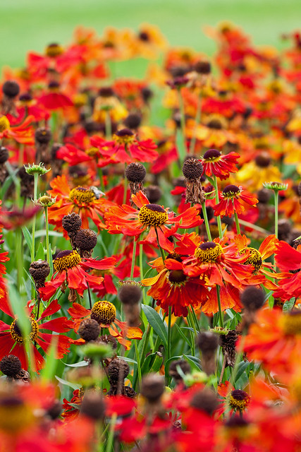 A field of red heleniums at Wisley
