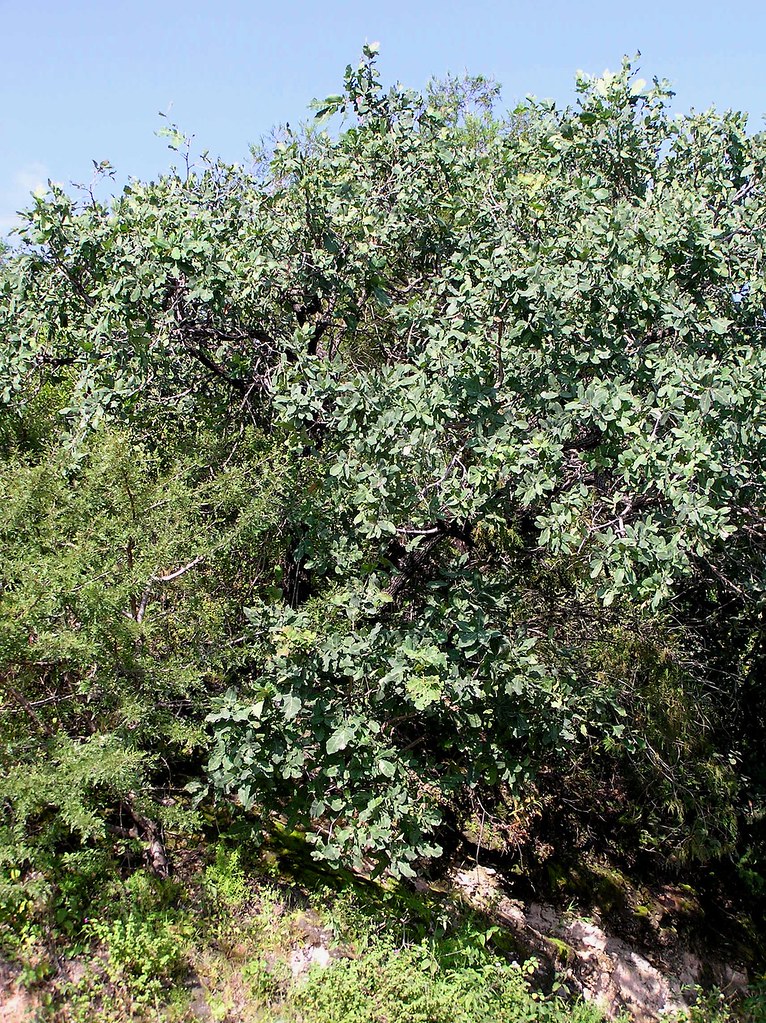Quercus glaucoides Mart. & Gal. 1843 (FAGACEAE)
