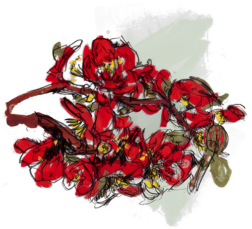 Chaenomeles speciosa (Flowering Quince)