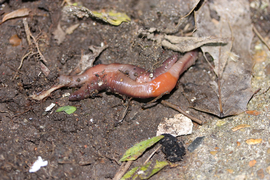 wormsex, Mating earthworms seen while on my nightly slug pa…