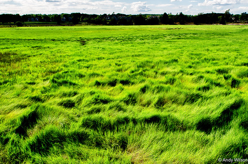 flower green andy grass landscape rye wilson saltmarsh seacoast odiornepointstatepark andywilsonsphotos andywilsonsphotoscom
