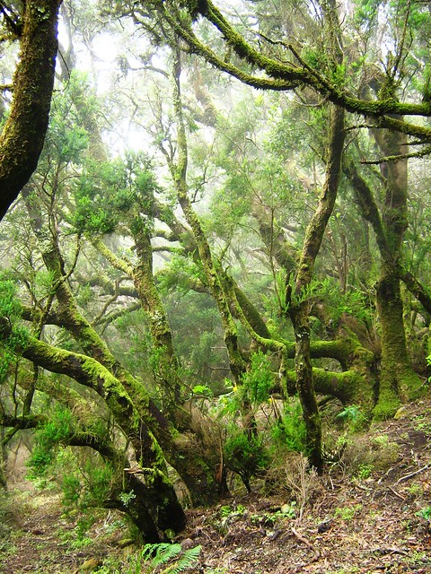 Bosque de Laurisilva en Garajonay , Musgos - Garajonay laurel forest , Moss