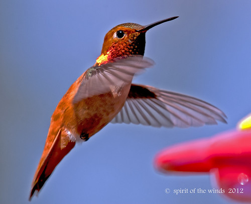 birds wildlife hummingbirds idahostate rufoushummingbirds naturewatcher nikonflickraward thewonderfulworldofbirds today´sbest malerufoushummingbirds