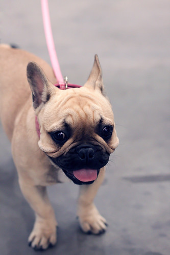 Frenchie puppy | Met this little girl at her first dog show!… | Seyh ...