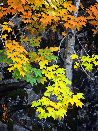 autumn naturaleza detalle tree nature colors leaves hojas arbol flora plantas acer
